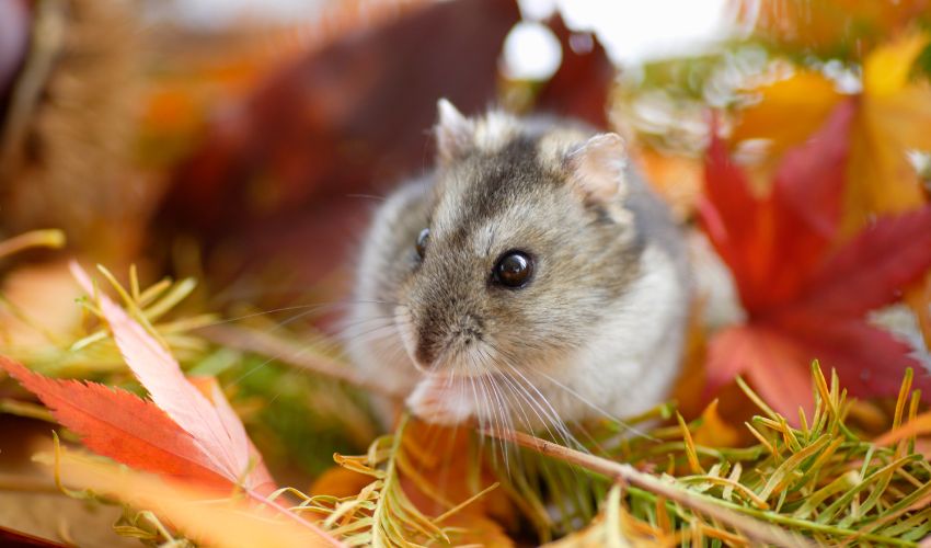 Why Does My Hamster Store Food? Understanding Your Pet’s Behavior