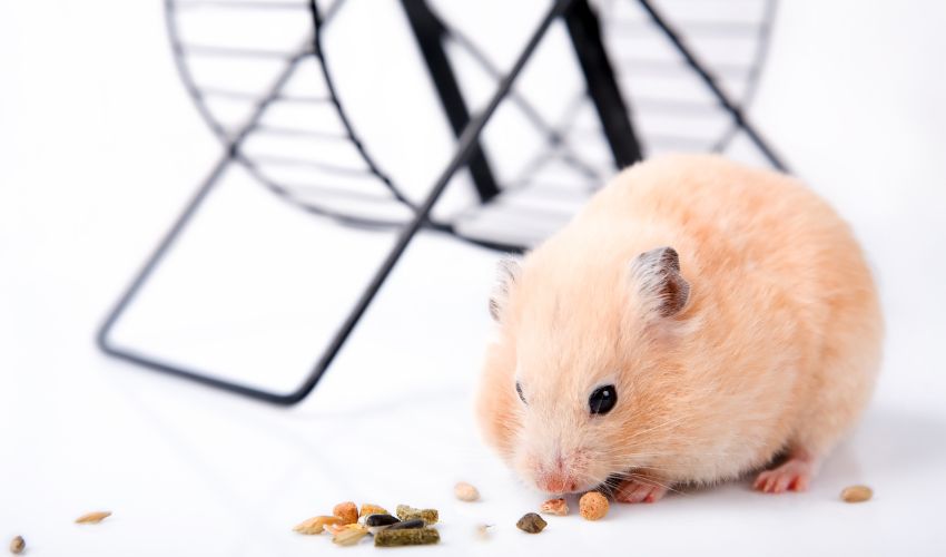 Top 10 Signs of a Healthy Hamster: A Complete Guide for Pet Owners