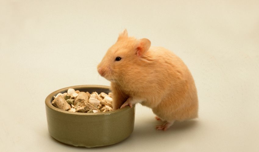 Essential Guide: How to Check a Hamster’s Teeth for Health and Wellness