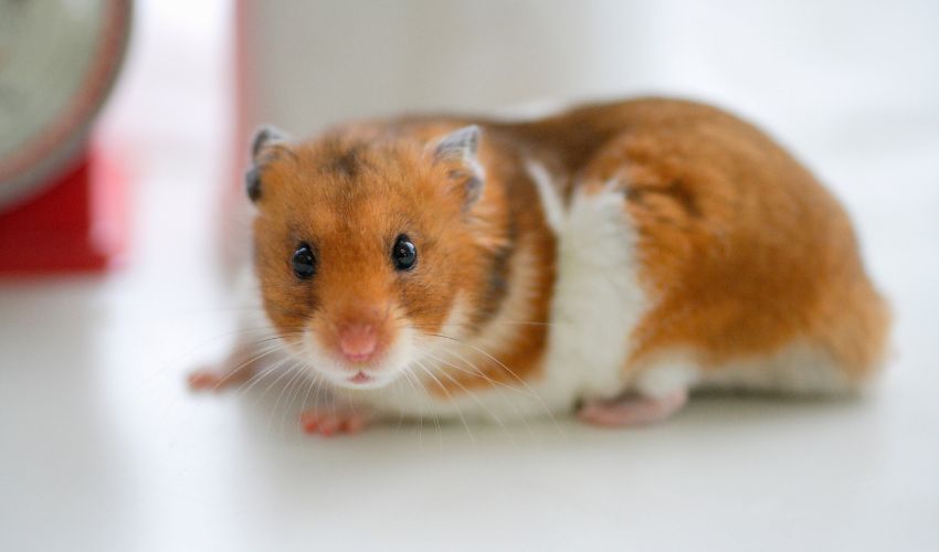 10 Effective Tips on How to Prevent Hamster Obesity: A Complete Guide