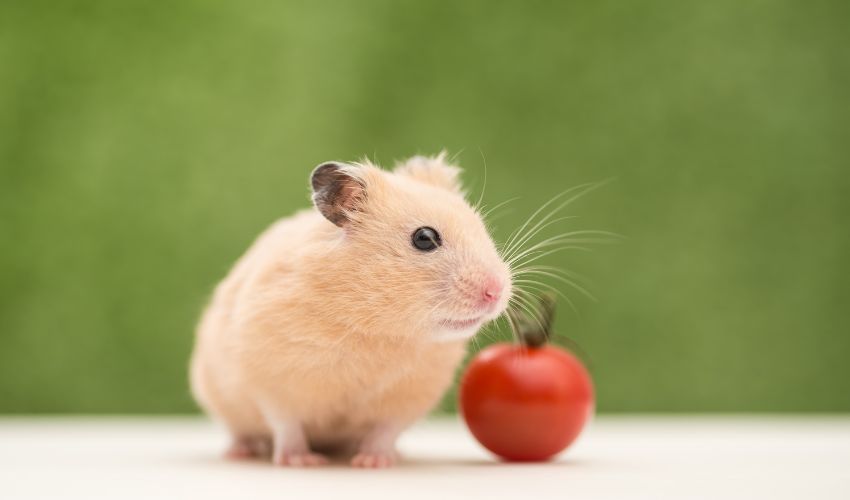 The Ultimate Guide to a Hamster Cage Cleaning Routine: Tips and Tricks for a Fresh and Healthy Habitat