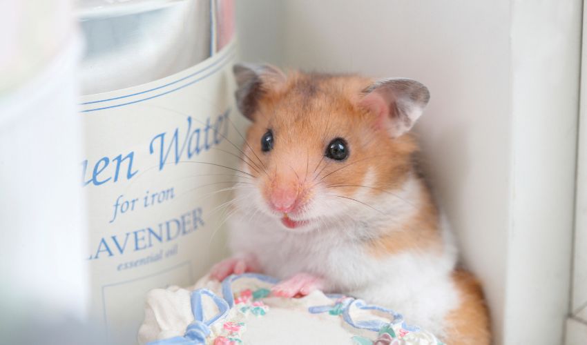 Top 10 Hamster Dental Care Tips for Healthy Teeth and Gums