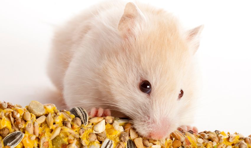 The Ultimate Guide to Safe Cleaning Products for Hamster Cages: Keep Your Furry Friend Healthy and Happy