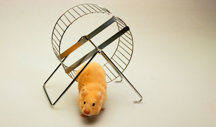 Safe and Easy: How to Introduce Hamsters to Each Other Without Stress